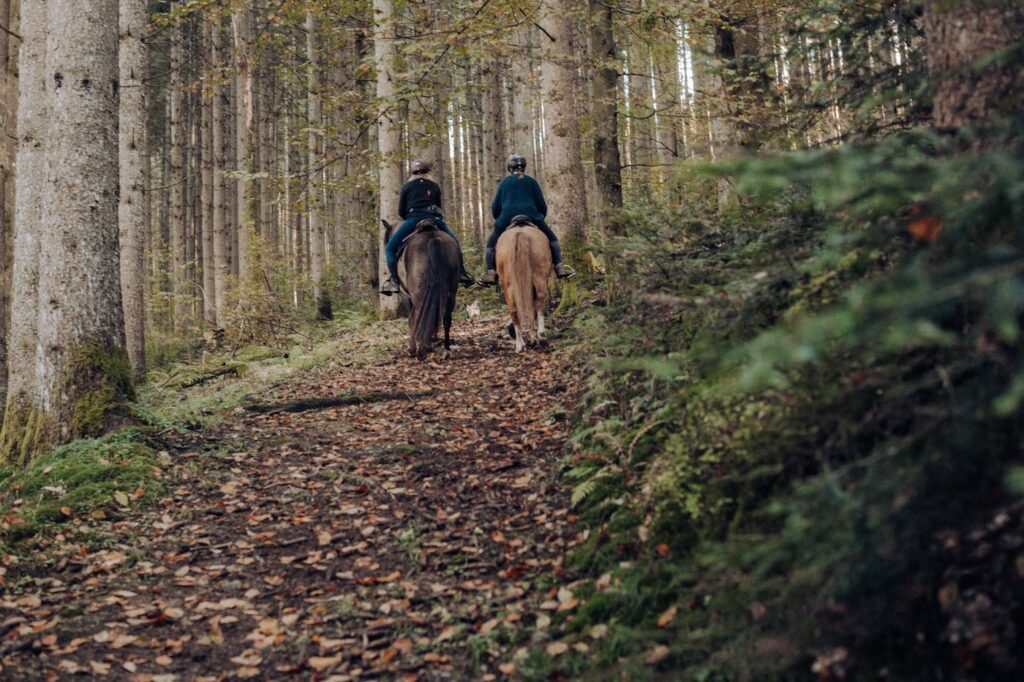 Zwei Pferde mit Reiterinnen von hinten im Schwarzwald